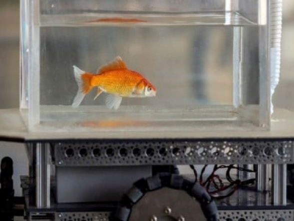 Գիտնականները պատմել են ձկների հետաքրքիր ունակությունների մասին
